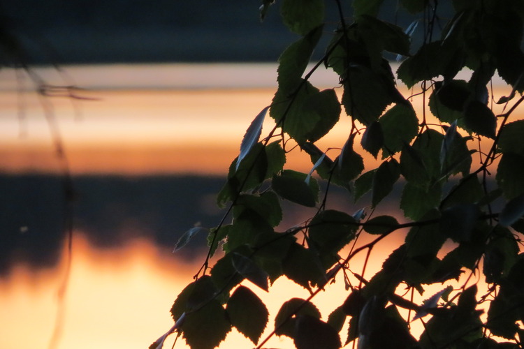 Kuva kesästä, koivut, järvi