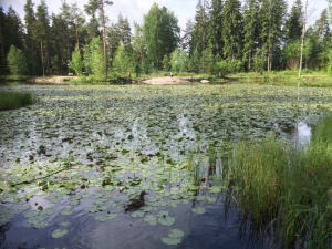 Ollilanlampi