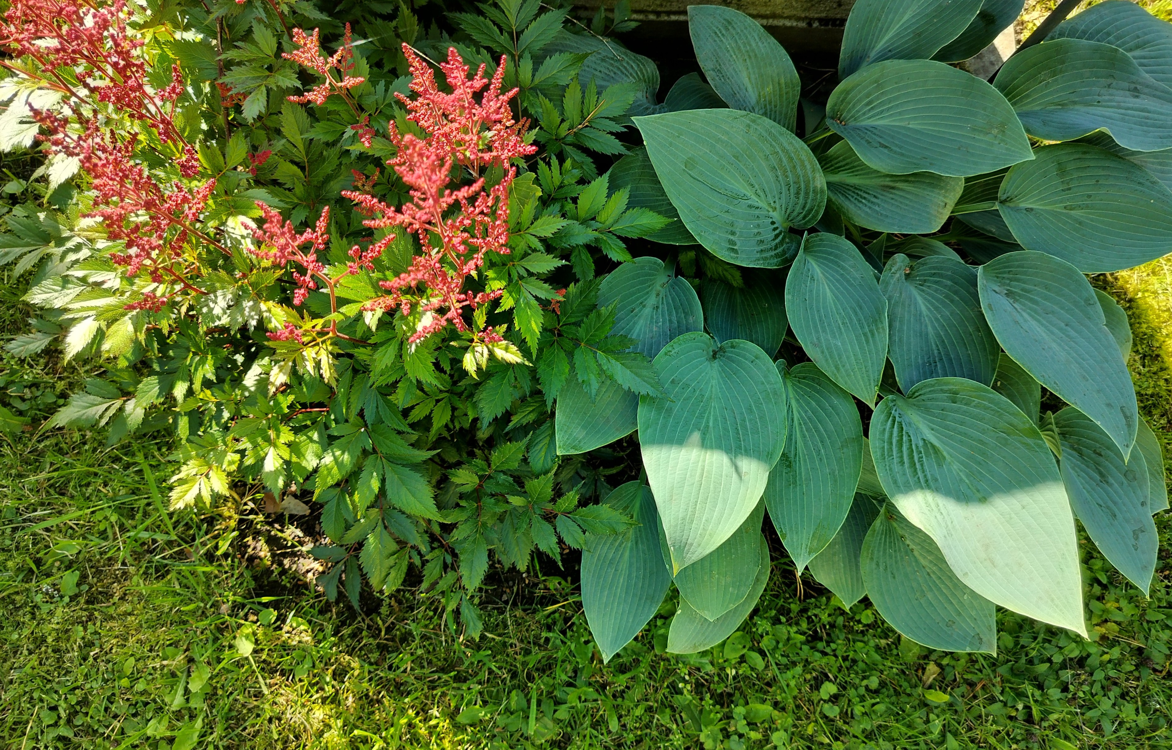 Kuvassa on perennaistutus, johon on istutettu jaloangervo ja kuunlilja.